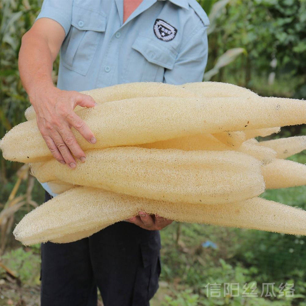 Body Loofah Natural - Natural Loofah Luffa Sponge Long Ecological