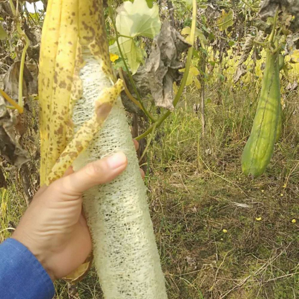 Natural Loofah Luffa Sponge Lo - Body Loofah Natural review and price